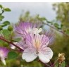 Oligoelements & Capparis spinosa polifenols