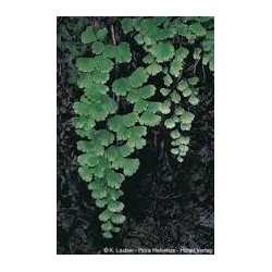 Oligoelements & Adiantum polifenols