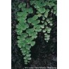 Oligoelements & Adiantum polifenols