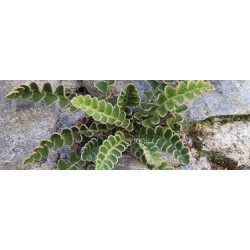 Oligoelements & Asplenium polifenols