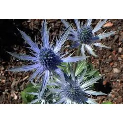 Oligoelements & Eryngium polifenols