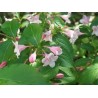 Oligoelements & Weigela floribunda  polifenols