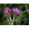 Oligoelements & Cirsium japonicum  polifenols