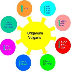 Oligoelements & Origanum Polifenols