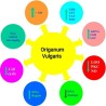 Oligoelements & Origanum spray 50ml