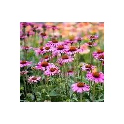 Oligoelements & Echinacea Polifenols